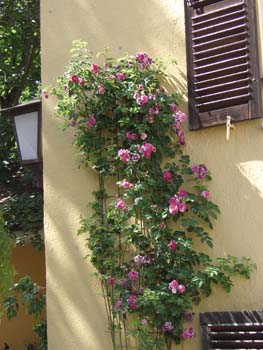 Gesichter SS07 009